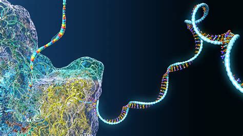 Exploring MRNA Characterization Structure Techniques Danaher Life