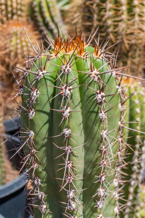Trichocereus Taquimbalensis — Cactus World