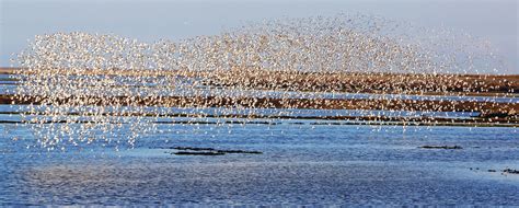 Migratory Bird Treaty Act | Audubon