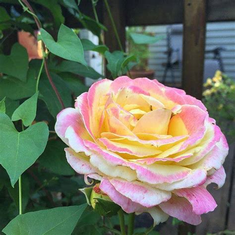 23 Tea Rose Garden Ideas You Must Look Sharonsable