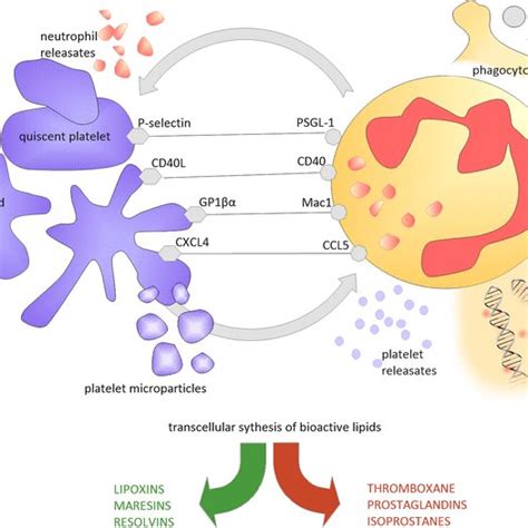 Plateletneutrophil Interactions The Figure Presents Interactions