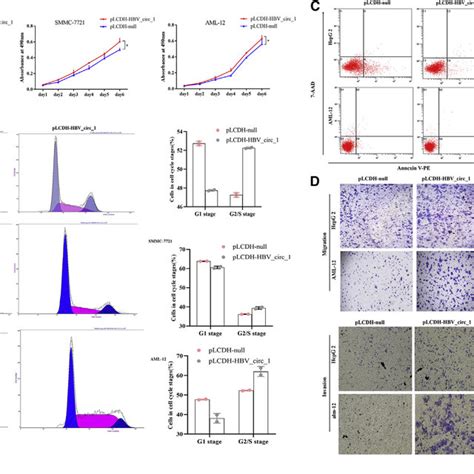 Hbv Circ 1 Promoted Cell Proliferation Cell Cycle Process Migration