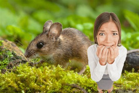 Comment Faire Fuir Les Souris Dans Le Jardin Naturellement D Couvrez