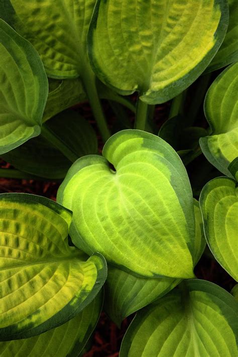 Variegated Hosta Photograph by Tony Ramos - Fine Art America