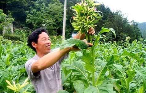 不同封頂時間及留葉數對烤菸產質量的影響 每日頭條