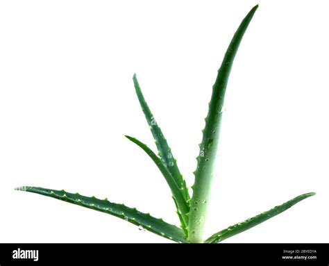 Health Benefits Of Aloe Vera Hi Res Stock Photography And Images Alamy