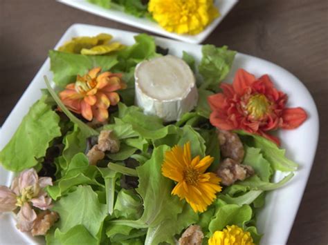 Gratinierter Honig Ziegenk Se Mit Feldsalat Und Himbeervinaigrette