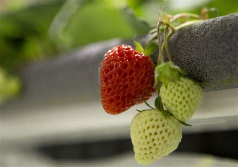 Introducing Farmdrip S The Best Strawberry Vertical Farming System