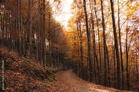 Autumn forest pathway leaves Stock Photo | Adobe Stock