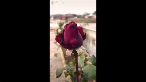 Gullar - YouTube