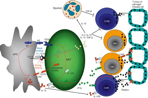 2 L Schematic Depicting Nkt Cell Activation And Immunoregulation Of Download Scientific Diagram