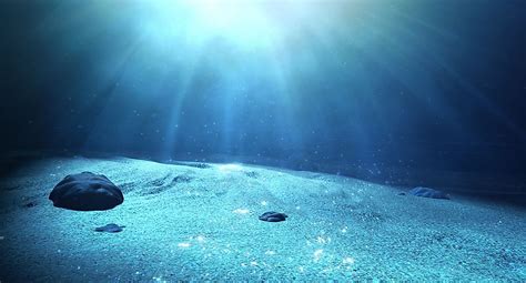 What Type Of Animals Live In The Neritic Zone Of The Ocean? - WorldAtlas