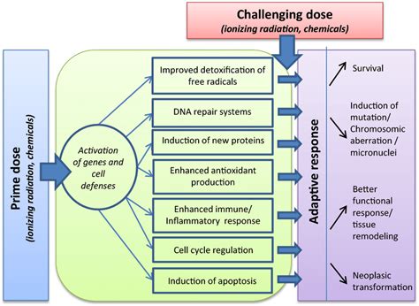 Cellular Processes Of Stress Response Pathways Adapted From