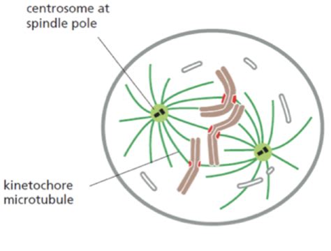 Cell Cycle M Phase Flashcards Quizlet