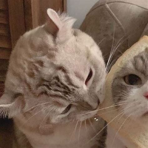 Two Cats Are Looking At Each Other In The Same Direction And One Cat