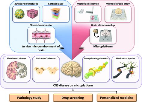 General Conceptions Of Central Nervous System Cns Disease Models On Download Scientific