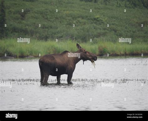 Alaska Moose Denali National Park Usa Stock Photo Alamy