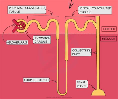 CIE A Level Biology复习笔记14 1 4 Nephron Structure 翰林国际教育