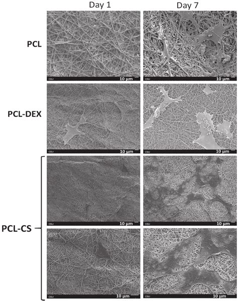 SEM Images Of The PCL PCL DEX And PCL CS Membranes Seeded With ADSC