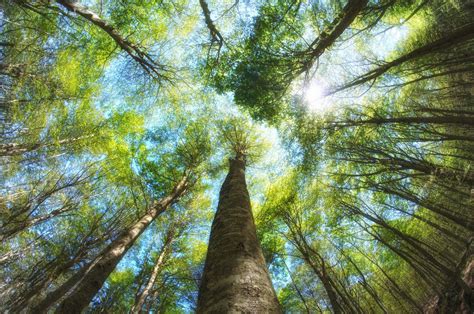 Gli Alberi Secolari Quante Storie Nella Nostra Italia Da Vivere