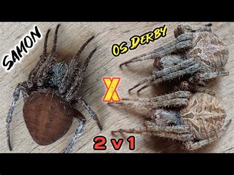 JUMBO OS Vs GIANT SAMON SPIDER FIGHT The Ending YouTube