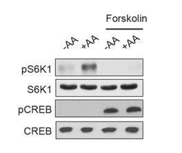 Figures And Data In Gpcr Signaling Inhibits Mtorc Via Pka