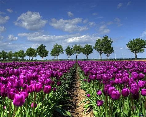 Field Of Purple Tulips Netherlands Spring Tulips Trees Clouds Field Nature Hd Wallpaper