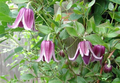 Клематис Ян Фопма (Clematis Jan Fopma)