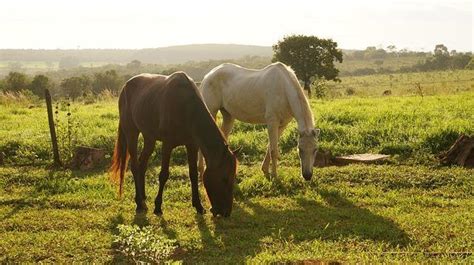 Plantes Toxiques Pour Les Chevaux