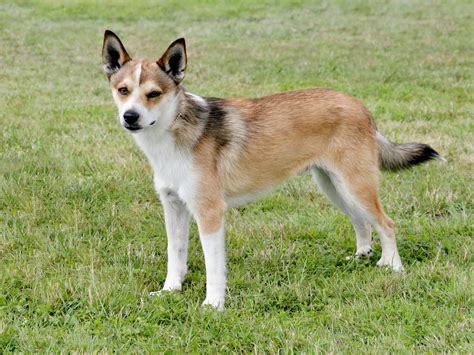 Norwegian Lundehund: Dog Breed Characteristics & Care