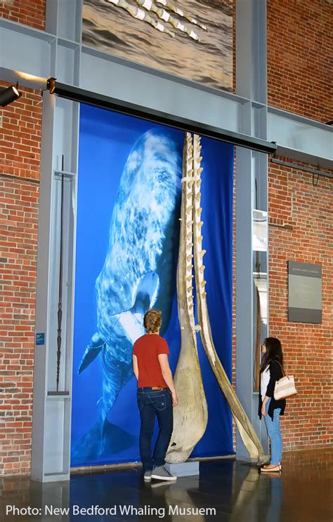 Sperm Whale Photograph | New Bedford Whaling Museum