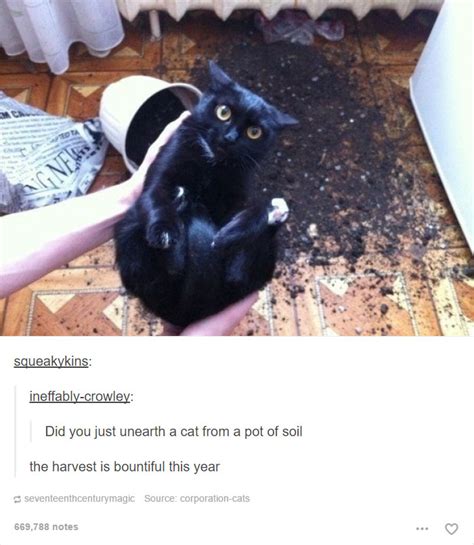 20 Cat Posts On Tumblr That Are Impossible Not To Laugh At Bored Panda