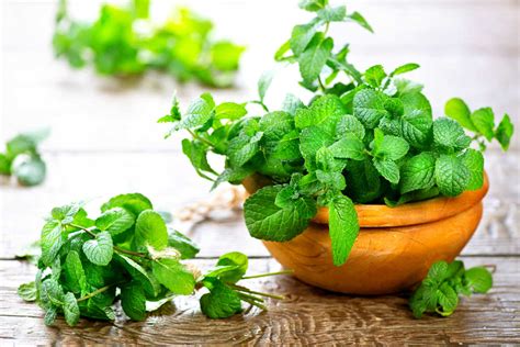 Comment Faire Pousser De La Menthe La Maison Pour Avoir Un