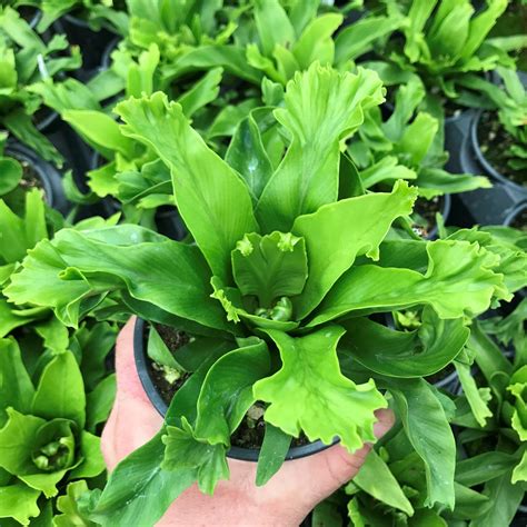 Asplenium Antiquum Crissie Forked Birds Nest Fern 45 Pot