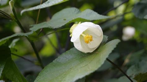 Premium Photo Closeup Of Flower Of Abutilon Lucky Lantern White