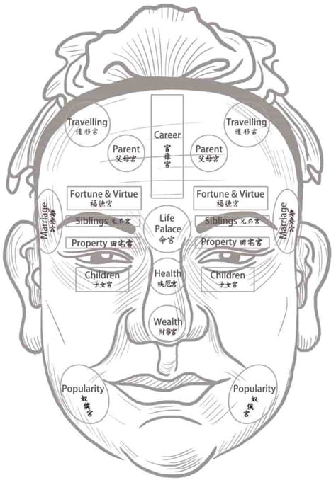 The Complete Guide To The Earlobes In Chinese Face Reading Wisdom Tavern