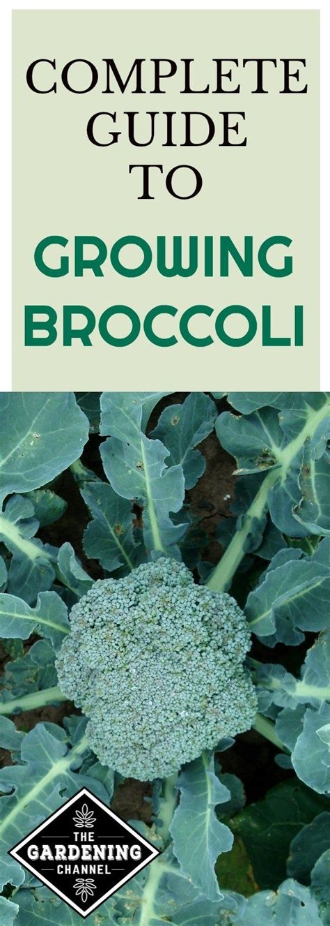 How To Grow Broccoli Growing Broccoli Growing Vegetables Home