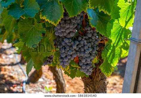 2,732 Wine Terroir Stock Photos, Images & Photography | Shutterstock