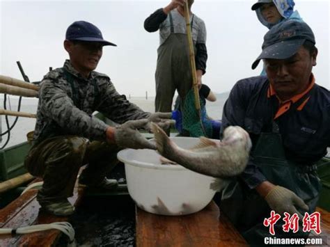 太湖正式开捕！大鱼满仓渔民喜迎丰收