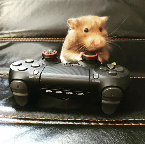 Nutmeg Is A Gamer R Hamsters