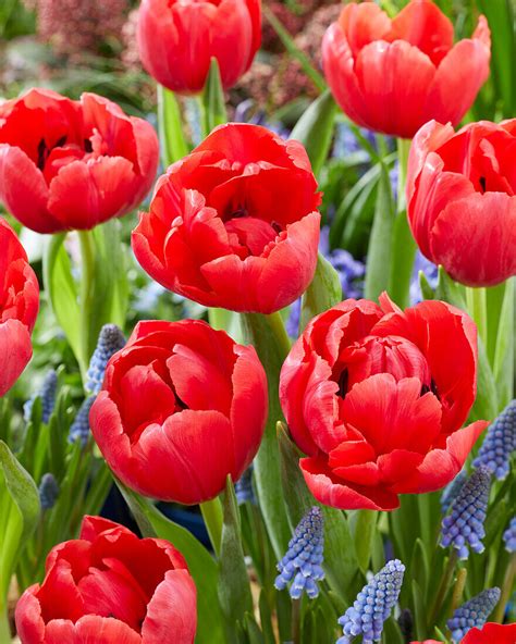 Tulpe Tulipa ‘belgravia Bild Kaufen 13762304 Gartenbildagentur