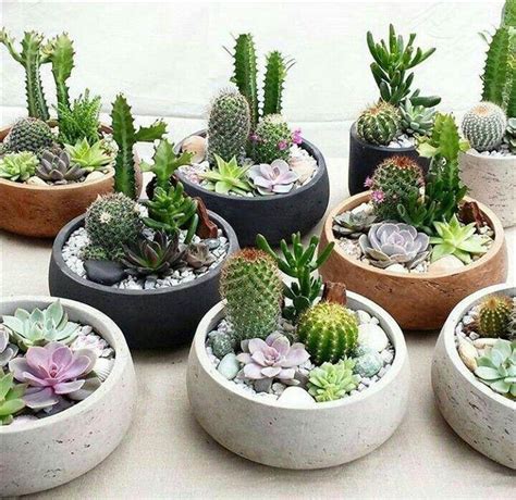 9 Dicas De Como Cuidar De Cactos E Suculentas