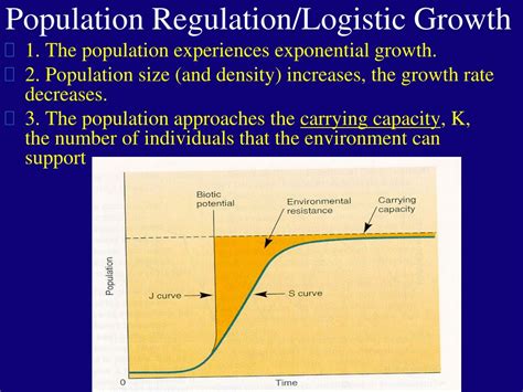 Ppt Population Dynamics Powerpoint Presentation Free Download Id 259317