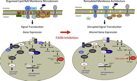 Inhibition Of De Novo Palmitate Synthesis By Fatty Acid Synthase