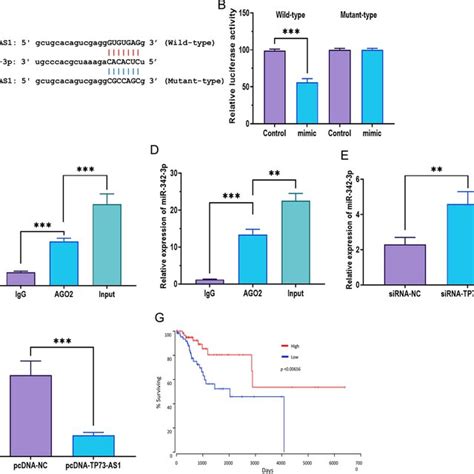 Tp As Directly Targets Mir P A Putative Binding Site Of