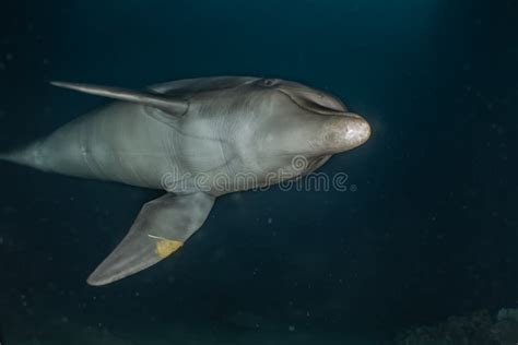 Dolphin Swimming With Divers In The Red Sea Stock Image Image Of