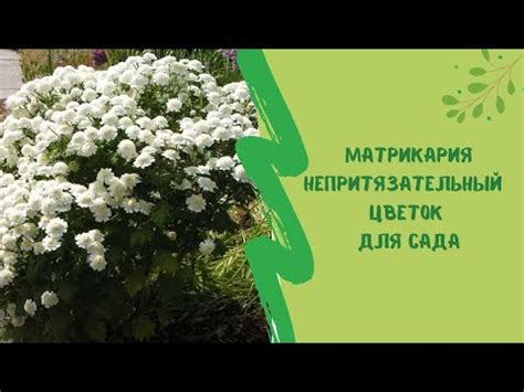 Матрикария: посадка и уход в открытом грунте, выращивание из семян, фото