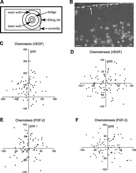 Vegf Stimulates Chemotaxis Of Neural Progenitors A Schematic