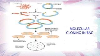 bacterial artificial chromosome & yeast artificial chromosome | PPTX 