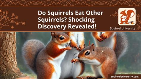 Do Squirrels Eat Other Squirrels Shocking Discovery Revealed Squirrel University